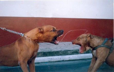 Дмитрий Сафрончев