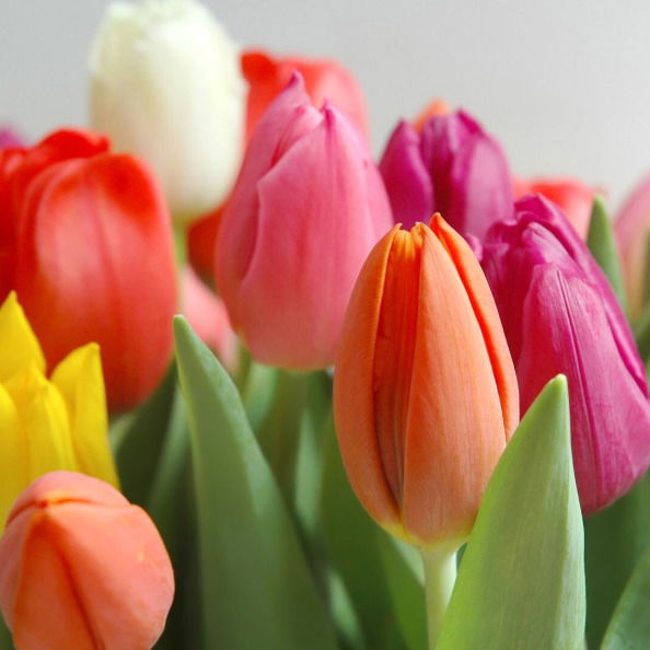 Тюльпаны К 8 Марта