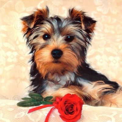 Анастасия Волкова