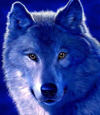 Данил Медведев