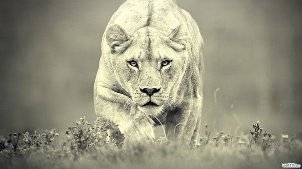 Елена Черёмушкина