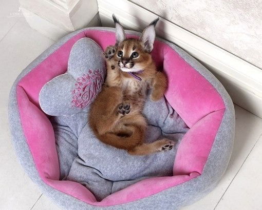 Виолетта !!!