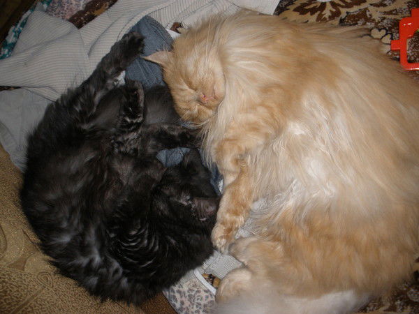 Марина Ходасенко