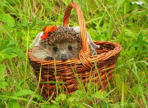 Лена Андреева