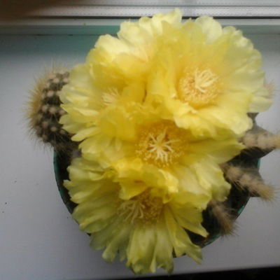 Кактус-В-Расцвете