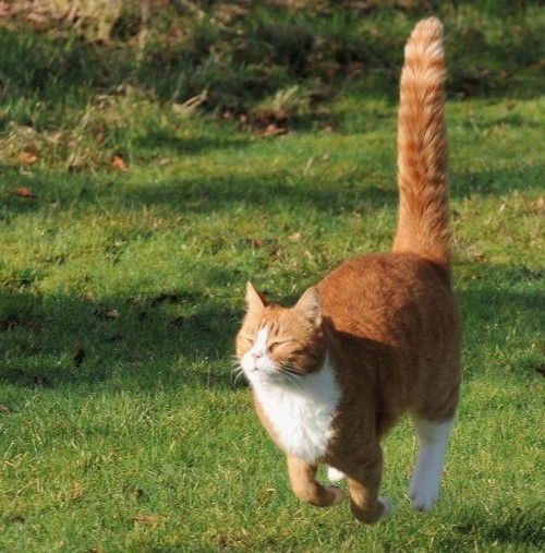 Марикукусик Огородникова