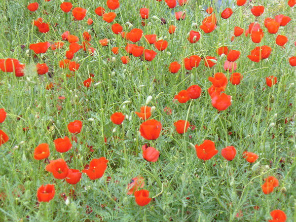 Гулчехра Садикова