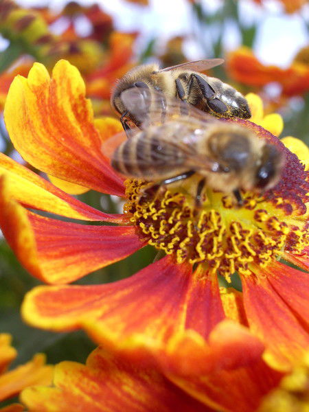 Надежда Власова