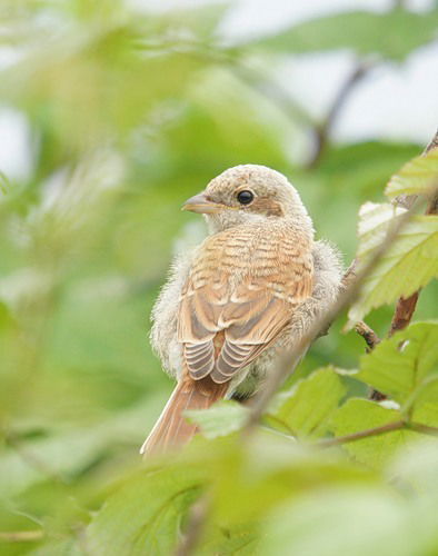 Елена Кудасова