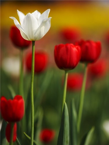 Мадина Абенова