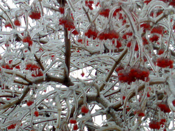 Александр Шевердяев