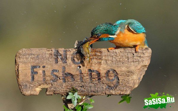 Аллямеев Ринат