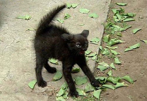 Людмила Лайшева