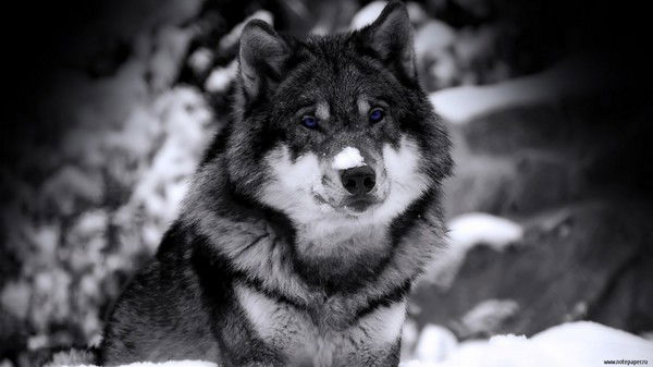 Евгений Горев