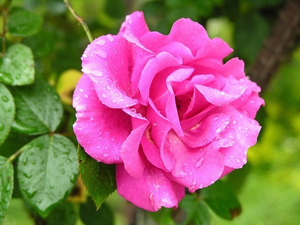 Римма Латыпова