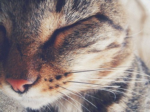 Зарипат Ибрагимова