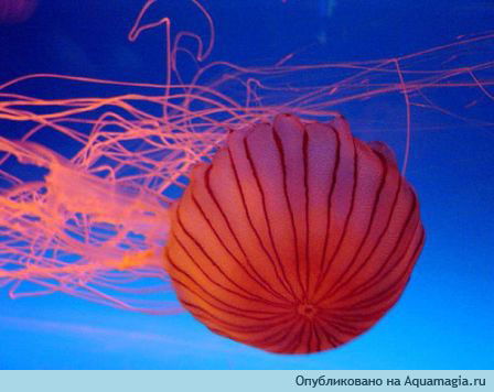 Ирина Масычева