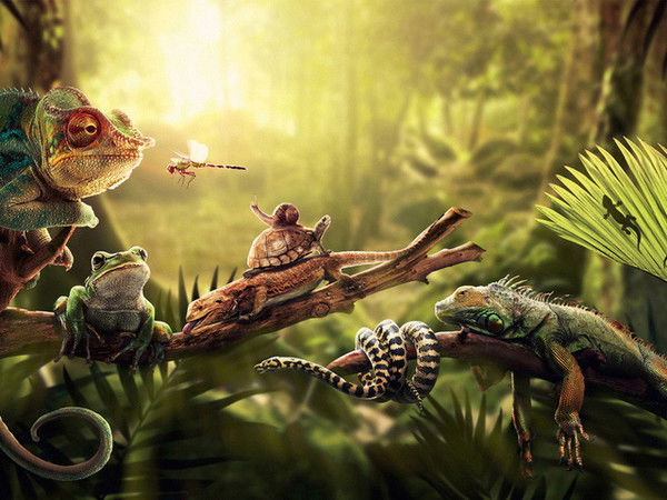 Джунгли Магазин