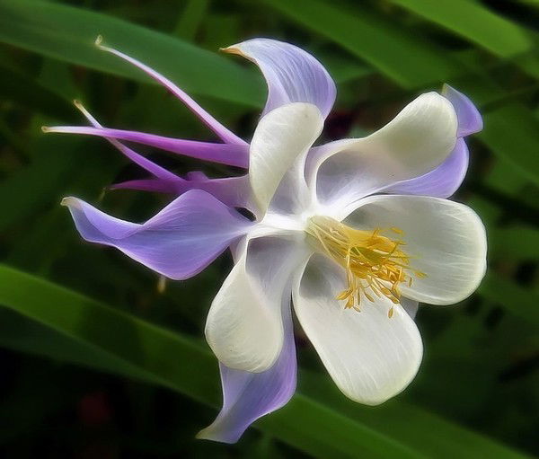 Вера Сергеева