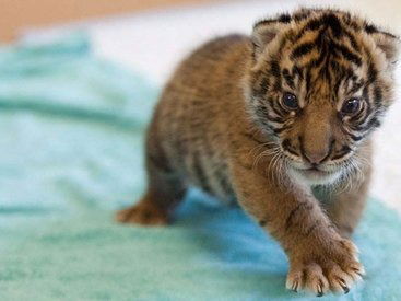 Галина Гвоздева