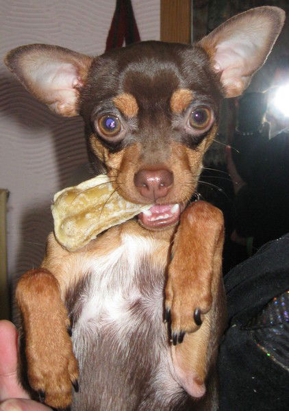 Оскар Дильхаус