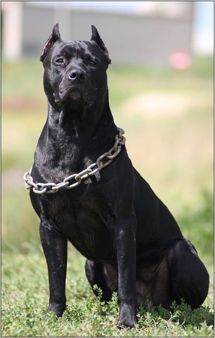 Даулет Бачеев