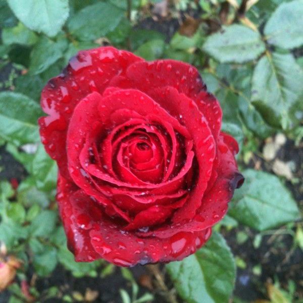 Зенфира Нуркаева