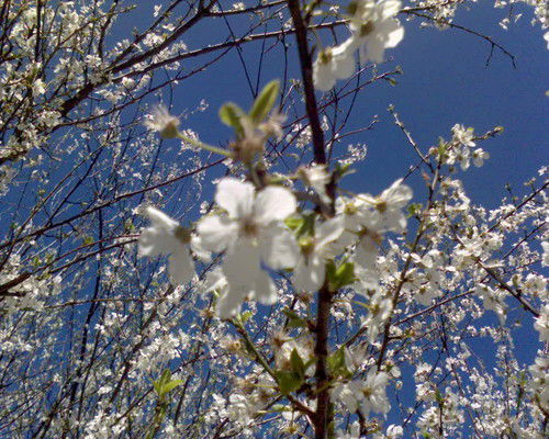 Иоанн Алавжор