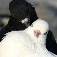 Елена Логинова