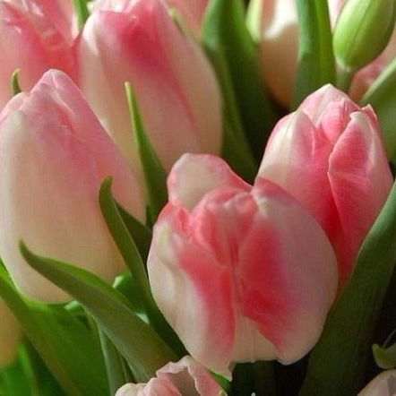 Кристина Кубасова