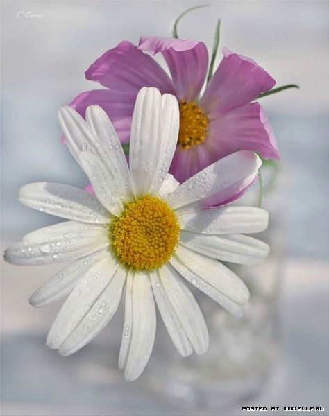 Любаша Данылив