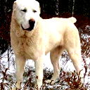 Ярик Кора