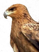 Сергей Сокол