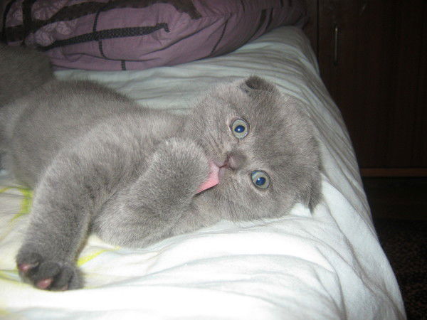 Артём Зеничев