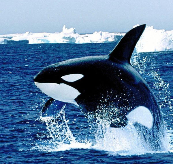 Евгений Рязанский