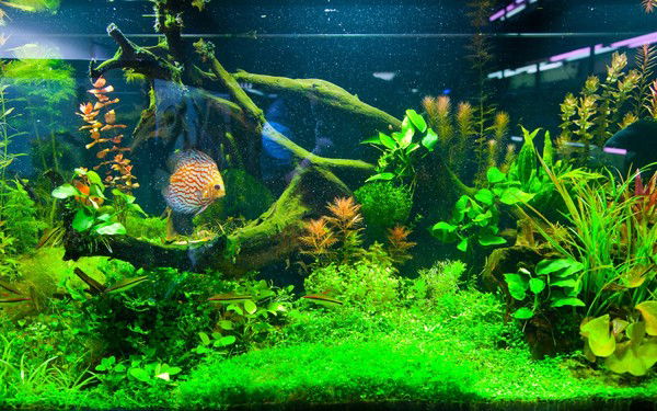 Aquascape Аквариумный Салон