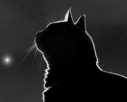 † Анастасия †