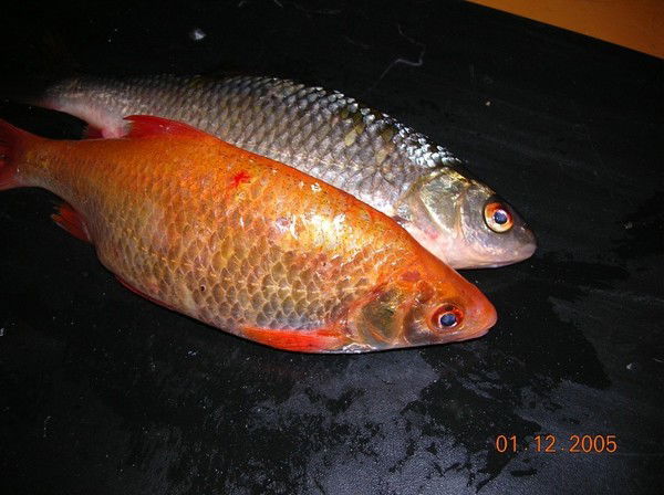 Андрей Смирнов