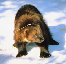 Людмила Жарновникова