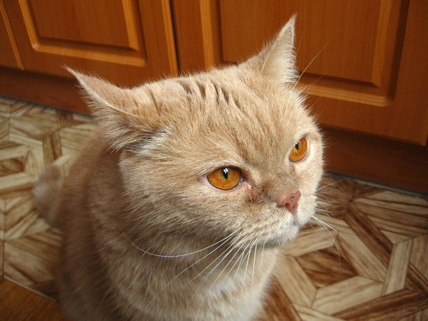 Елена Гордеева