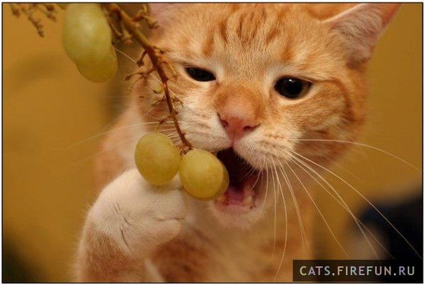 Оксаночка ))))