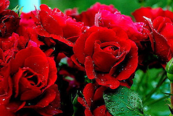 Карина Парсегян