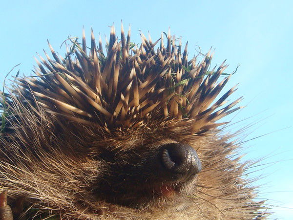 Наталия Гурьянова