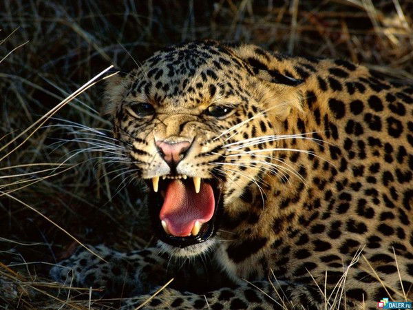 Евгений Кравцов