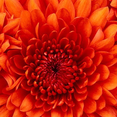 Анастасия Лазаренко