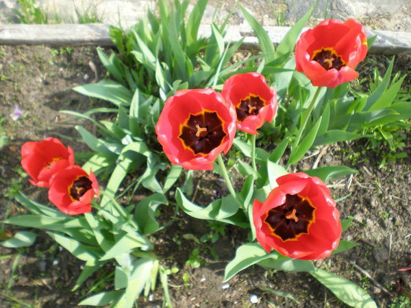 Елена Наплёкова