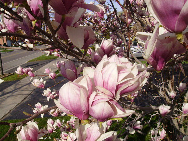 Марина Агеенко