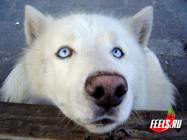 Сергей Lelekka