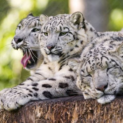 Медет Сериков