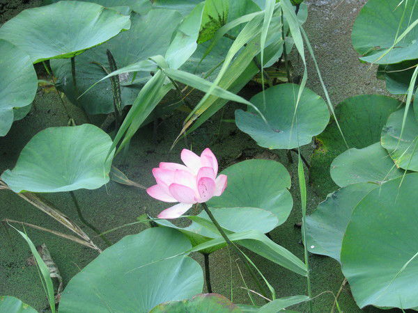 Алена Коломиец